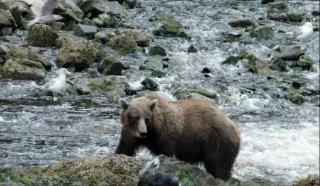 Coastal Brown Bear, Salmon Stream on Chichagof Island