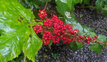 Berries on a hike near Juneau