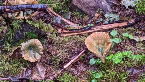 Rainforest mushrooms, Mendenhall Glacier trail