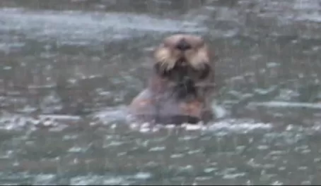 Sea Otter Alaska's Inside Passage