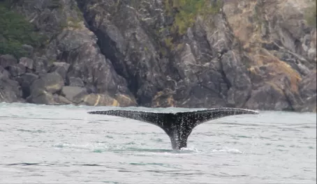 Humpback Whale Inside Passage Alaska