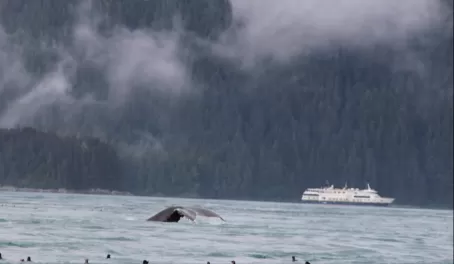 Humpback Whale in front of National Geographic Quest Alaska