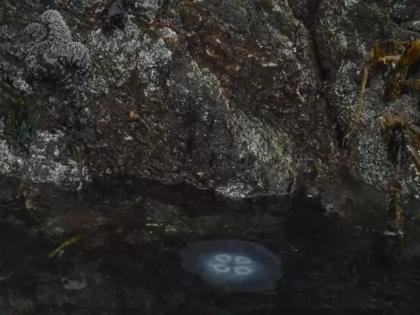 Jellyfish in Inian Islands