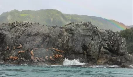 Cormorants and Sea Lions Alaska's Inside Passage