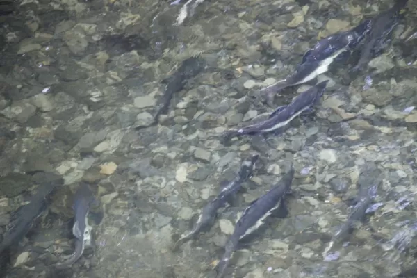 Salmon stream Sitka, Alaska