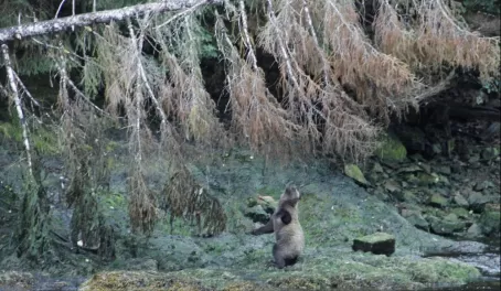 Spotting Coastal Brown Bears, Salmon Stream on Chichagof Island