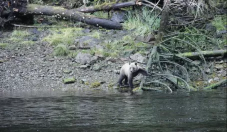 Spotting Coastal Brown Bears, Salmon Stream on Chichagof Island