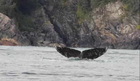 "Clay" Humpback Whale Inside Passage