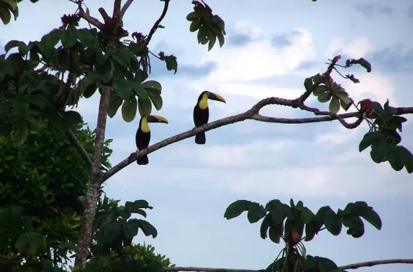 Pair of toucans in a tree at Pacuare 