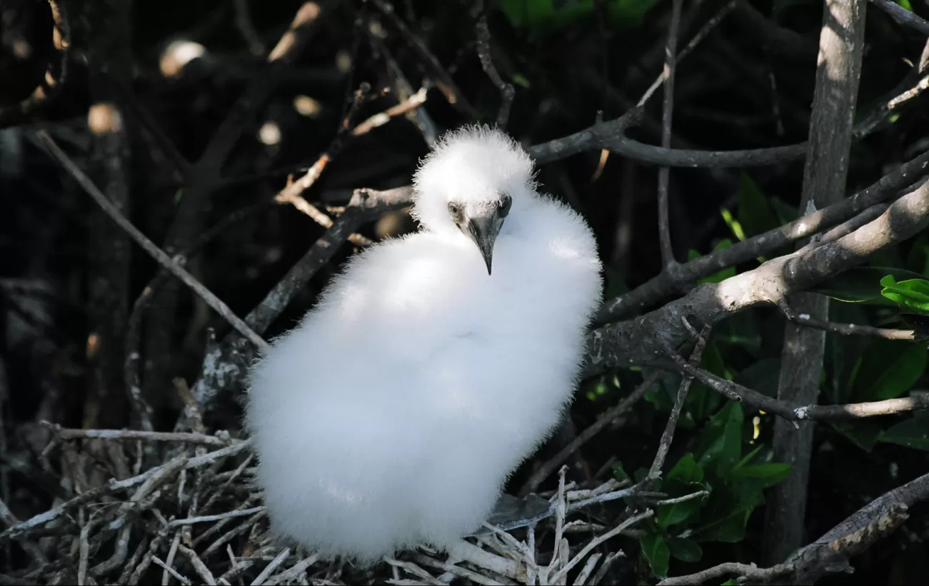 Frigate chick found while touring the Galapagos 