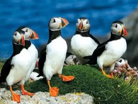 View puffins on your Europe cruise