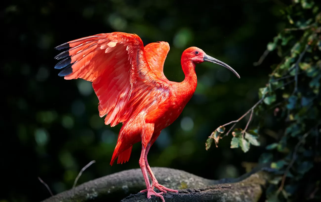 Beautiful red bird, Scarlet Ibis, Eudocimus ruber in its typical environment