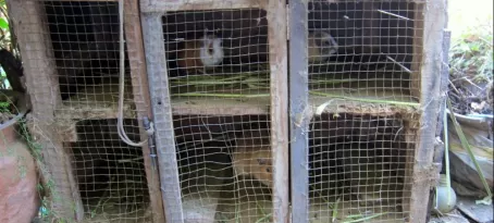 Cuy (guinea pigs) spotted in back of restaurant