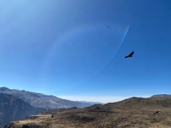 Condors soaring high in the sky