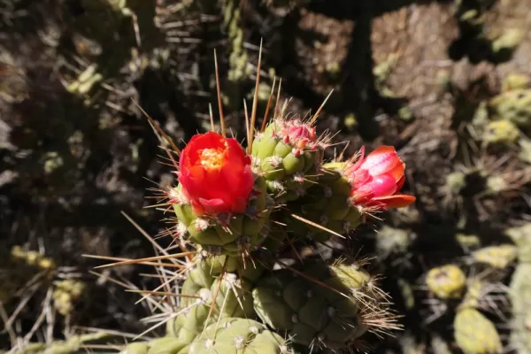 Blooming cactus near Condor Lookout