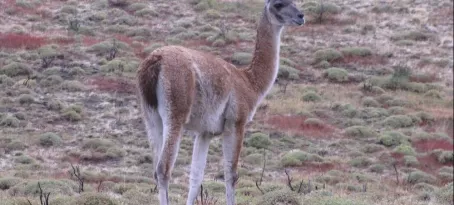 Guanaco in Torres del Paines National Park 
