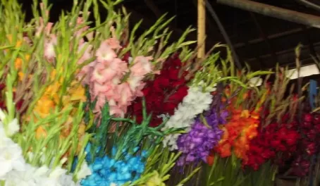 Flowers are abundant at the market.