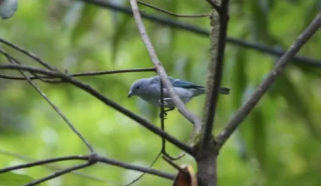 The Blue-gray tanager.