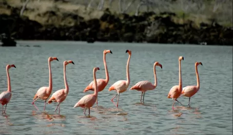 flamingos Floreana
