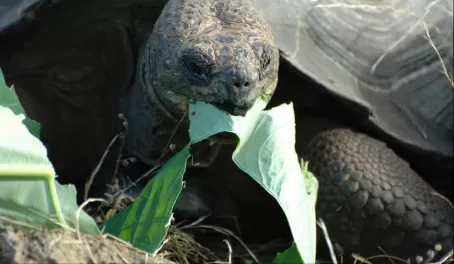 Hungry Galapagos tortoise