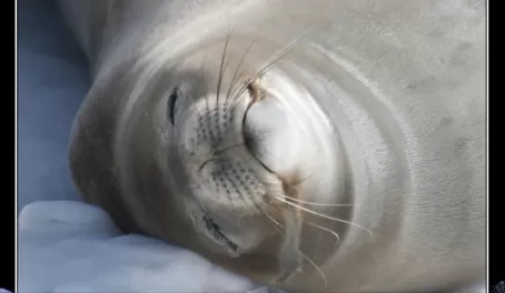 Weddell seal - "Man that was a rough night last night".