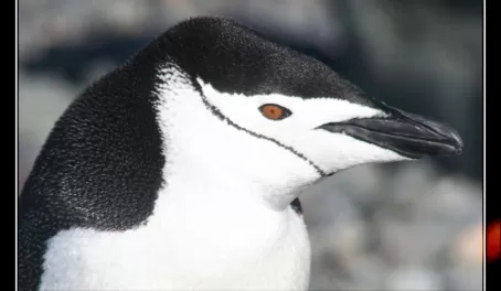 Chinstrap Penguin on King George Island