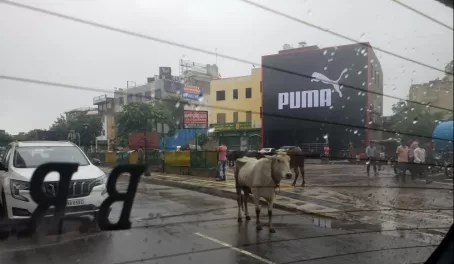 Just a funny sight, just a cow, hanging out in front of the Puma building