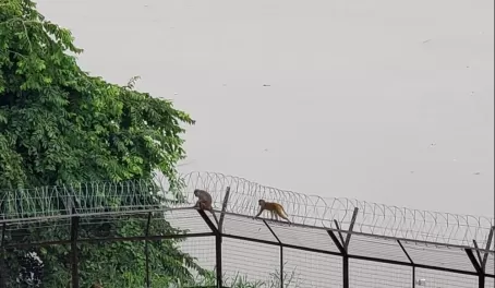 Some monkeys visiting the Taj Mahal too