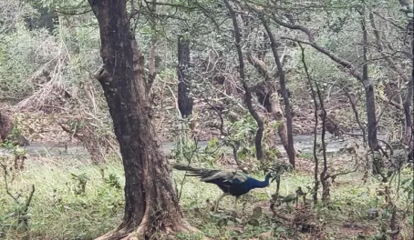 Wild peacock sighting