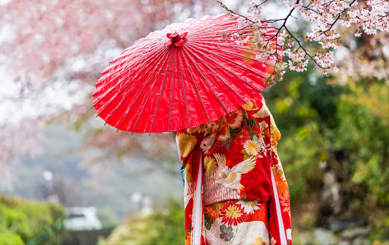 A woman admires the spring cherry blossoms, dressed in a kimono