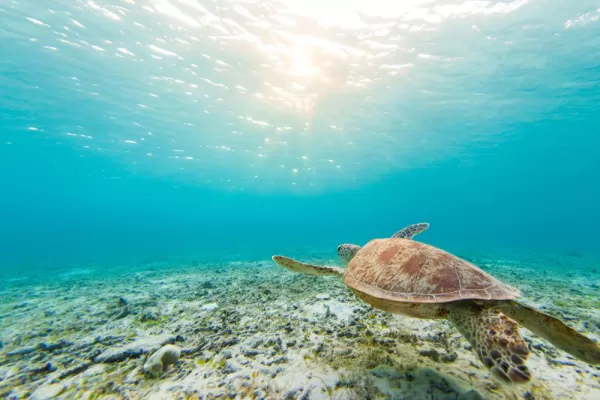 Sea turtle swimming in shallow pristine waters of Zamami Island, Okinawa