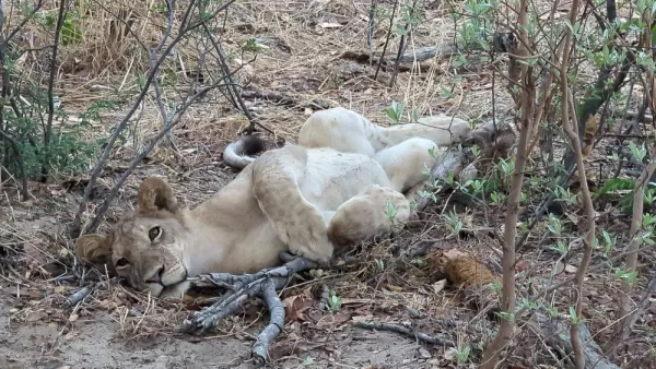 Lion acting like an housecat in Hwange National Park