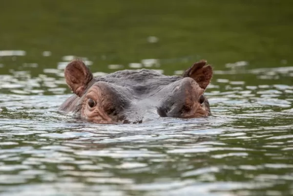 Hippo in the Zambezi River
