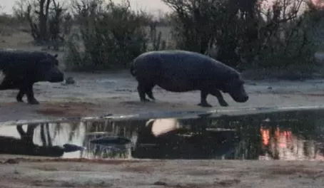 Sundowner Surprise! Two hippos crashed into our watering hole at sunset.