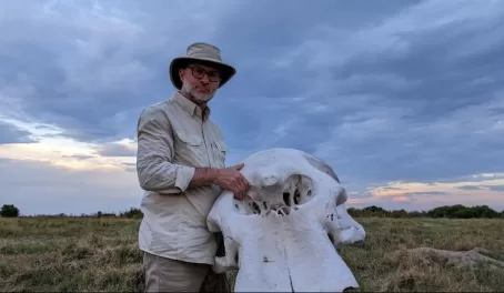 Some places have bones and skulls of dead animals, such as this elephant skull
