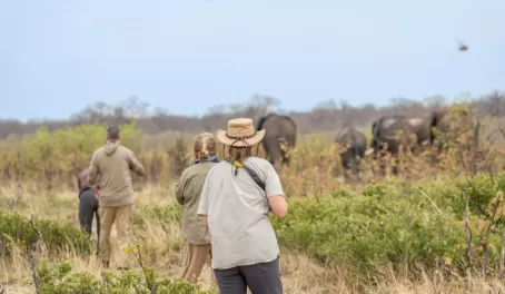Walking Safari: trailing a herd of elephants in Hwange National Park