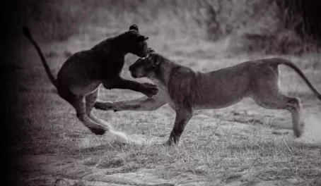Playful sub-adult lions after eating their fill from a waterbuck kill