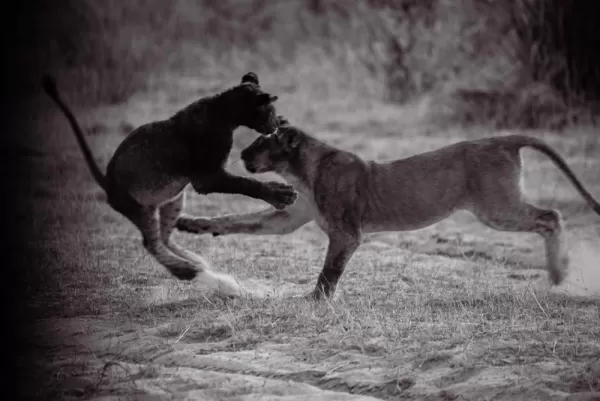 Playful sub-adult lions after eating their fill from a waterbuck kill