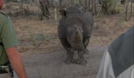 Walking with Rhinos at Camelthorn Lodge is a very close encounter with these magnificent beasts!