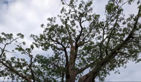 Giant Baobab trees can be found around Zimbabwe