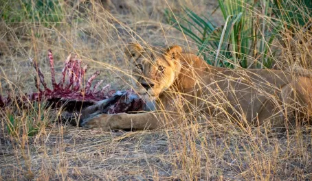 Older lioness still working on the waterbuck carcass