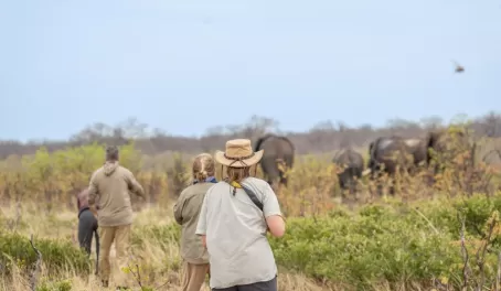 Tracking a herd of elephants in Hwange National Park near Nehimba Lodge in Hwange National Park