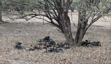 African Painted Dogs (also called African Wild Dogs) resting in Mana Pools National Park