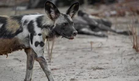Ghost, a young female in the pack of African Painted Dogs in Mana Pools; our guide from Vundu Camp is worried she will make a play to become alpha or break off to form her own pack