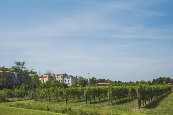 Vineyard in Mazzorbo Island, near Burano
