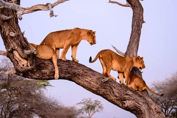 Tree climbing lions in Lake Manyara