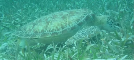Swimming along with a sea turtle off Ambergris Caye