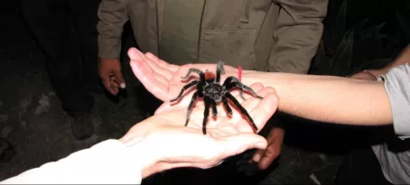 Holding a wild tarantula found during a guided night hike
