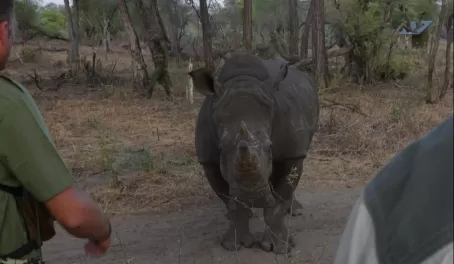 When a rhino is less then 2 meters from you and the guides, remain calm!