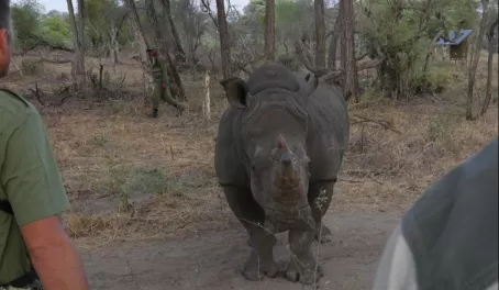 When walking with rhinos, always stay behind your trained guides.